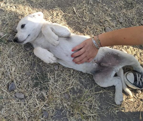 Alvin Cucciolo Affettuoso Mini Labrador